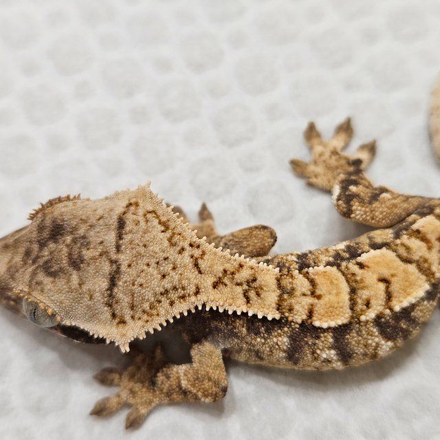 노멀 화이트스팟 트라이 익스트림할리퀸