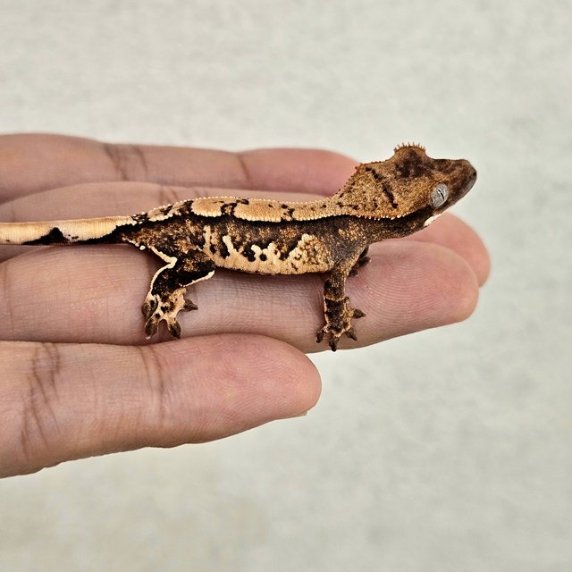 노멀 트라이 익스트림할리퀸 핀스트라이프