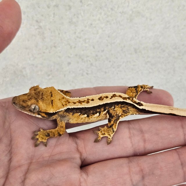 노멀 쿼드 풀핀 화이트핀 화이트크라운