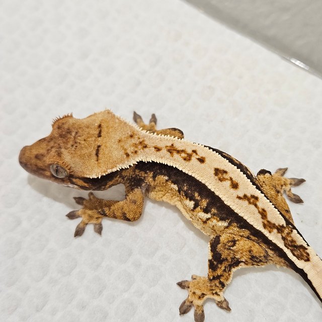 노멀 쿼드 풀핀 핀스트라이프 트라이