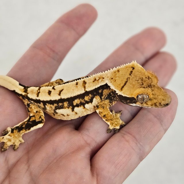 노멀 트라이 화이트스팟 쿼드 화이트크라운