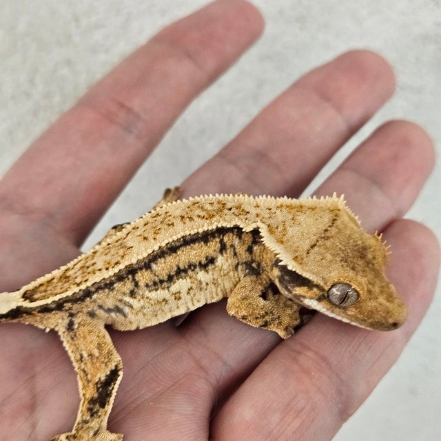 노멀 쿼드 드리피 화이트스팟 트라이