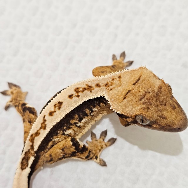 노멀 쿼드 풀핀 핀스트라이프 트라이