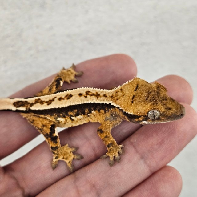 노멀 쿼드 풀핀 화이트핀 화이트크라운