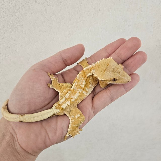 노멀 100%헷초초 트라이