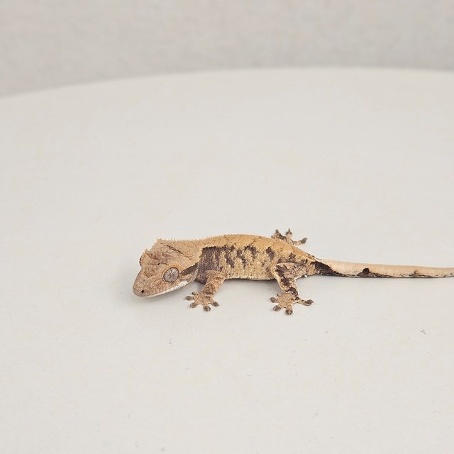 노멀 트라이 익스트림할리퀸