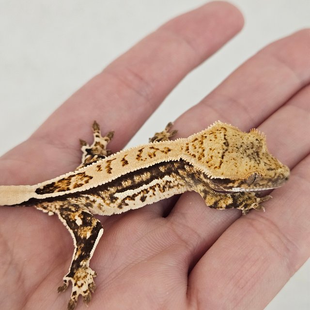 노멀 트라이 화이트스팟 화이트핀 화이트크라운 쿼드