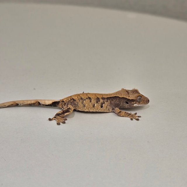 노멀 트라이 익스트림할리퀸