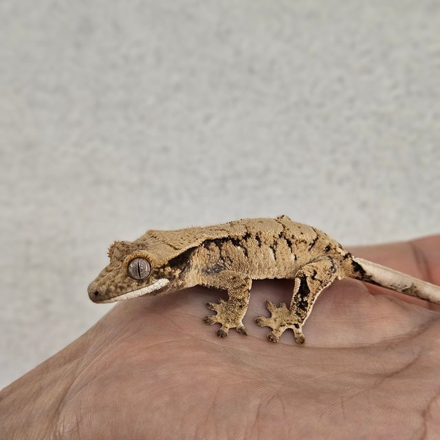 노멀 트라이 익스트림할리퀸