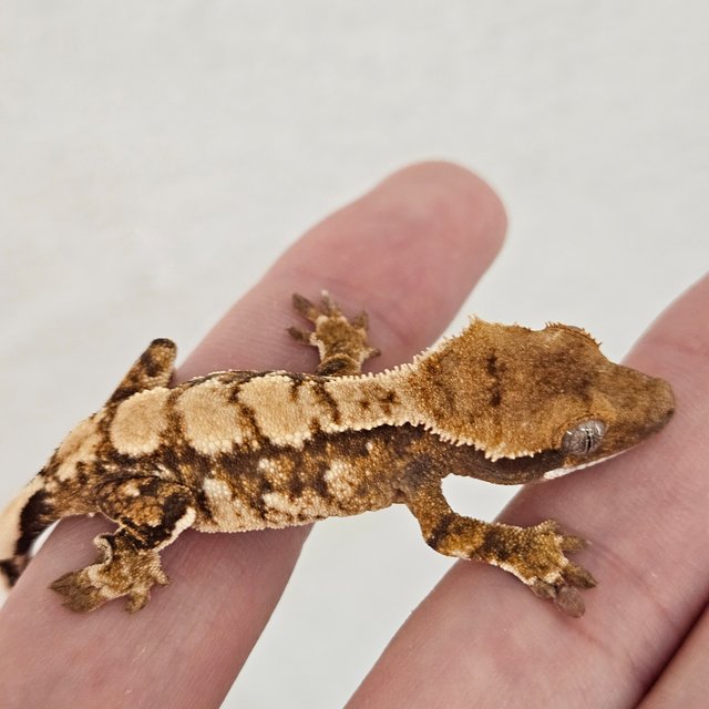 노멀 트라이 화이트스팟