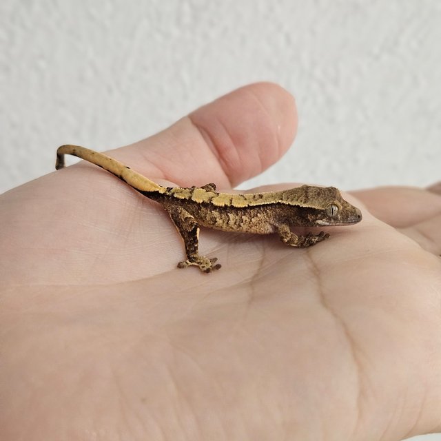 노멀 트라이 드리피 화이트스팟