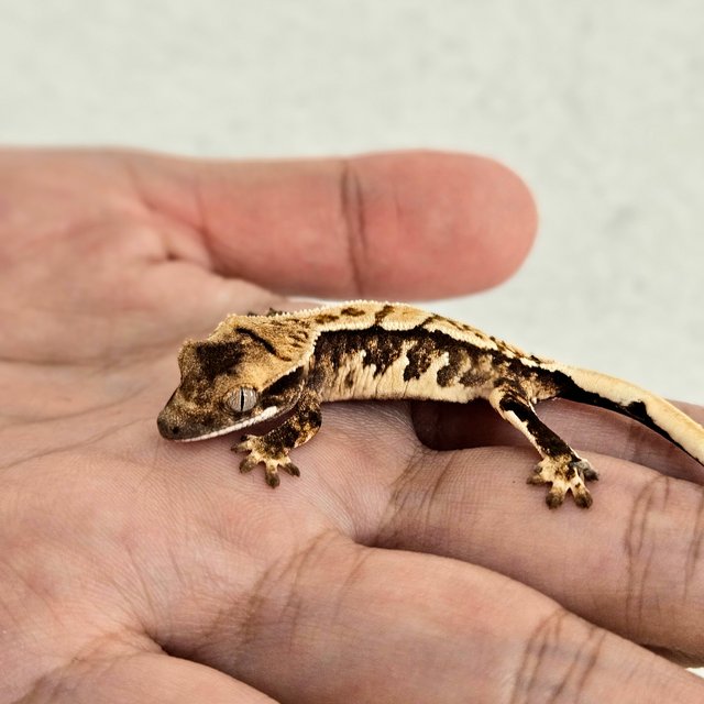 노멀 화이트핀 화이트스팟