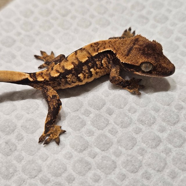 노멀 트라이 익스트림할리퀸