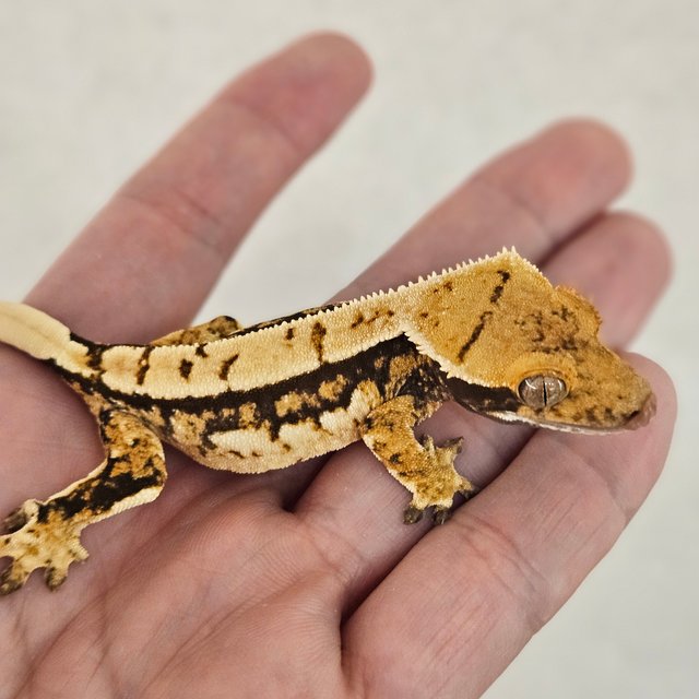 노멀 쿼드 화이트스팟 풀핀