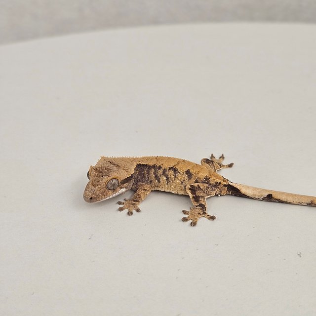 노멀 트라이 익스트림할리퀸