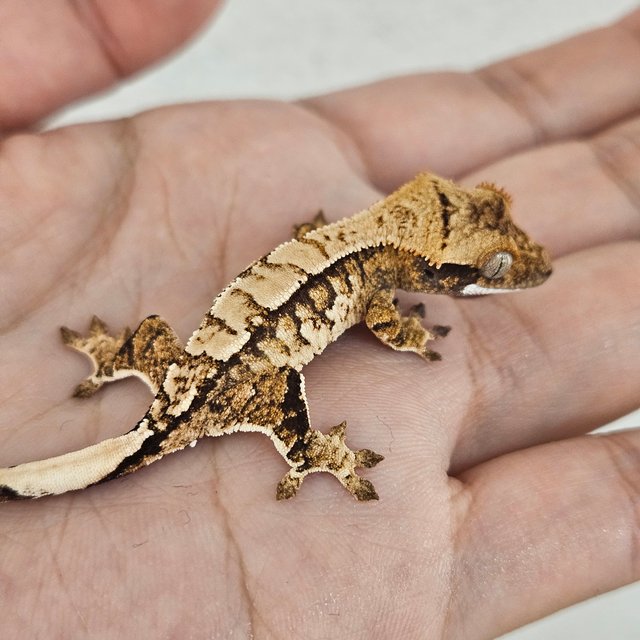 노멀 트라이 익스트림할리퀸