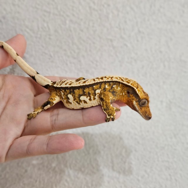 노멀 트라이 익스트림할리퀸 텐저린