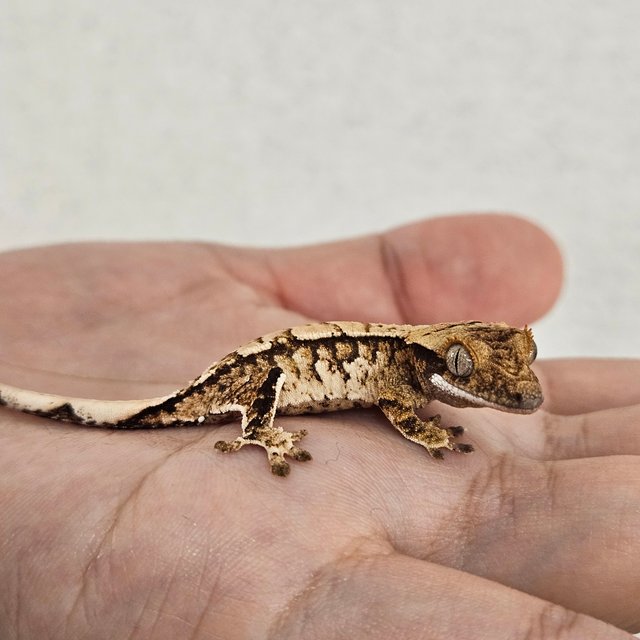 노멀 트라이 익스트림할리퀸