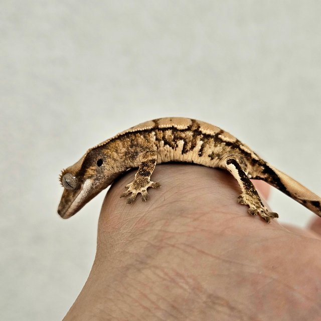 노멀 트라이 익스트림할리퀸 핀스트라이프