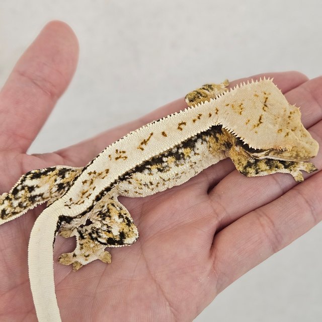 노멀 풀핀 화이트스팟 쿼드 트라이