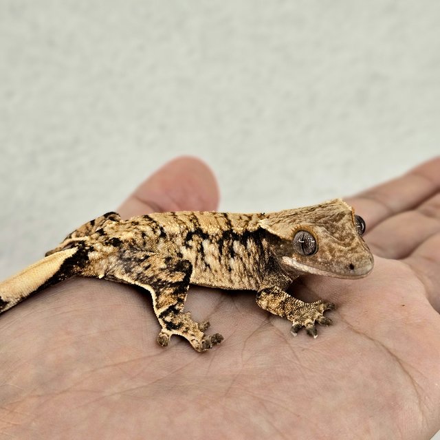 노멀 트라이 익스트림할리퀸 드리피