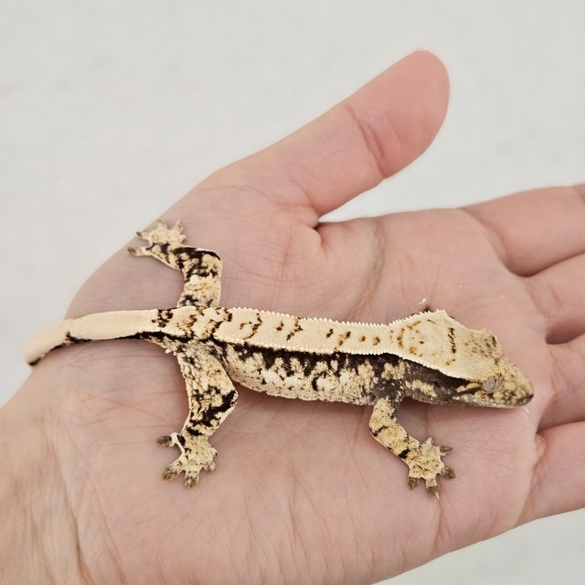 노멀 핀스트라이프 화이트스팟 드리피