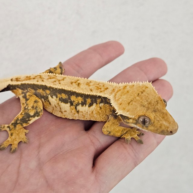 노멀 쿼드 트라이 풀핀