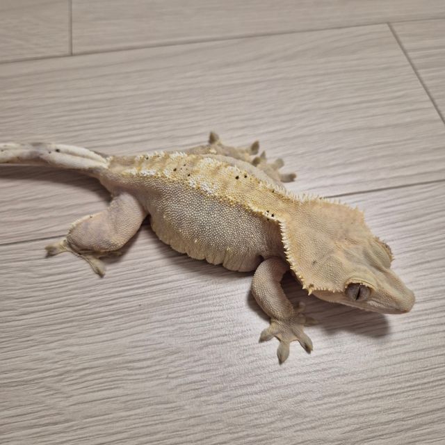 노멀