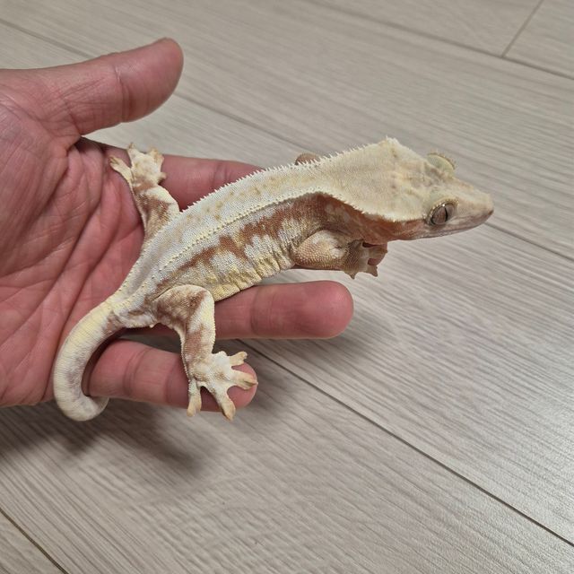 릴리화이트