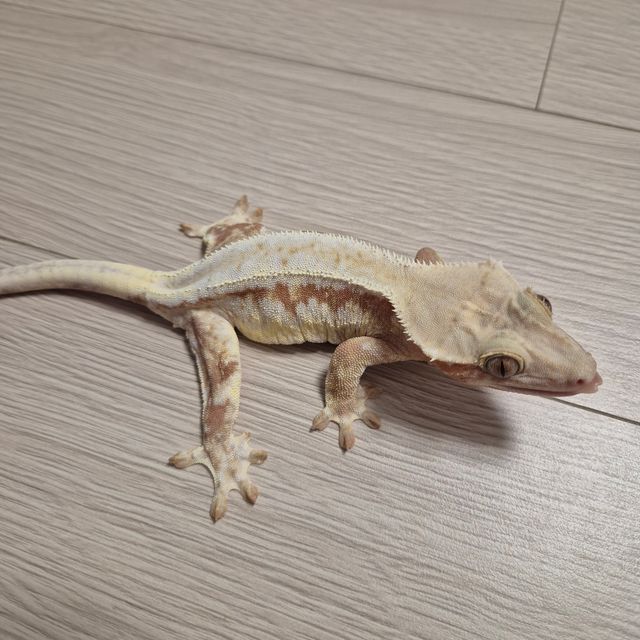 릴리화이트