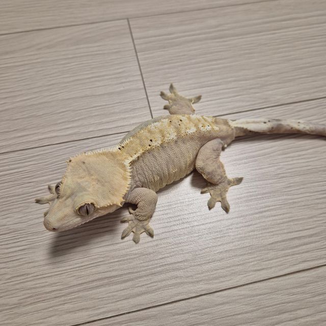 노멀