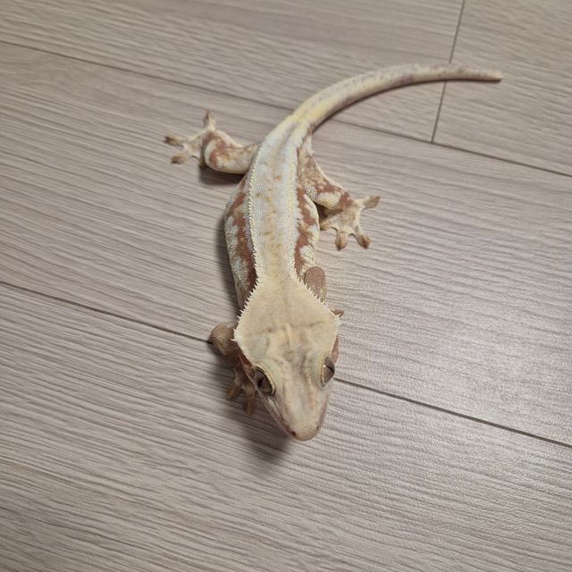 릴리화이트