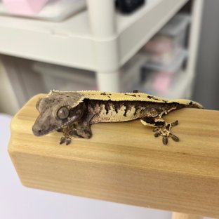 세이블