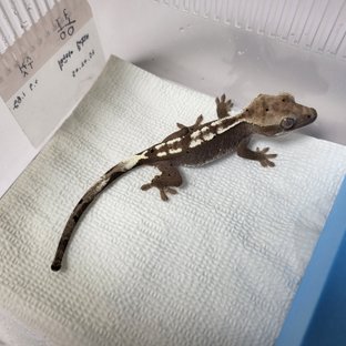 아잔틱
