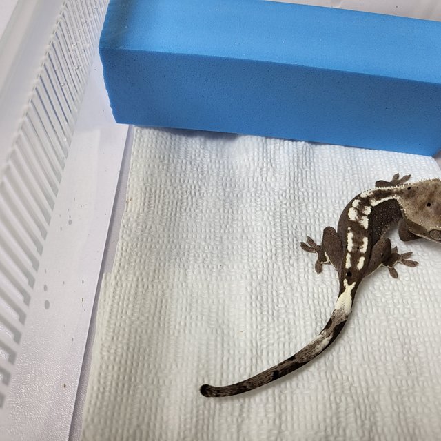 아잔틱