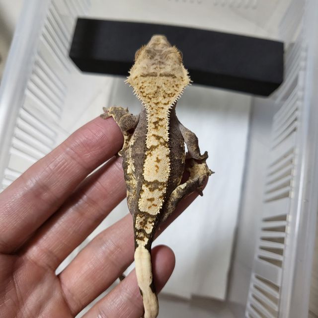 100%헷아잔틱