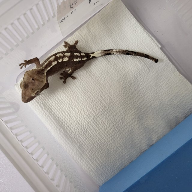 아잔틱