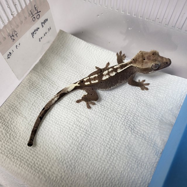아잔틱