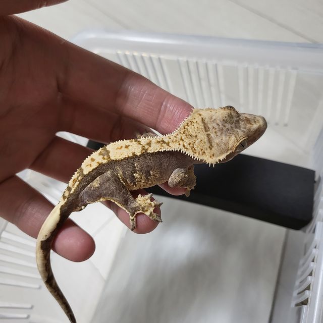 100%헷아잔틱