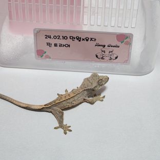 노멀 트라이 풀핀 레이지