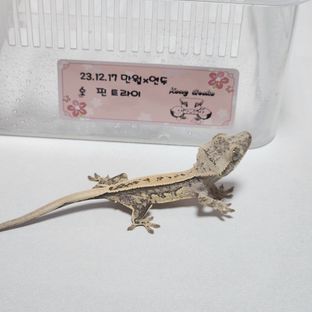 노멀 트라이 핀스트라이프 화이트포트홀 화이트 엑조틱