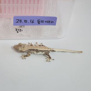 릴리화이트 트라이 드리피 화이트핀 화이트포트홀 화이트