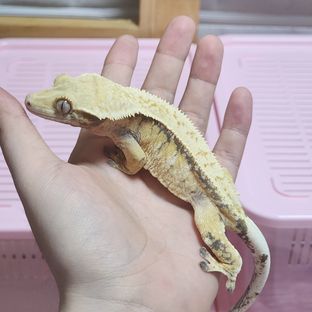 초희