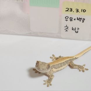 릴리화이트 트라이 드리피 화이트핀 화이트