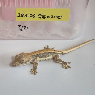 릴리화이트 트라이 드리피 화이트