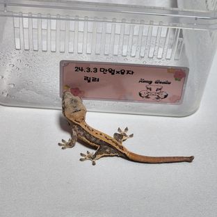 릴리화이트 트라이 엑조틱