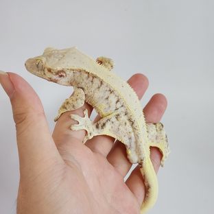 둘리