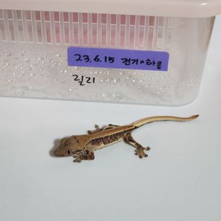 릴리화이트 트라이 팬텀 레이지 화이트포트홀 화이트스팟