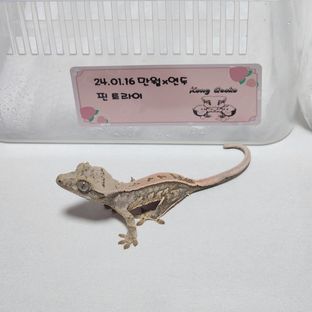 노멀 화이트포트홀 트라이 엑조틱 핀스트라이프