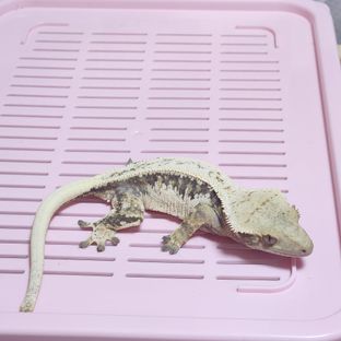 낭콩